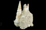 Fossil Gastropod (Haustator) Cluster - Damery, France #97780-2
